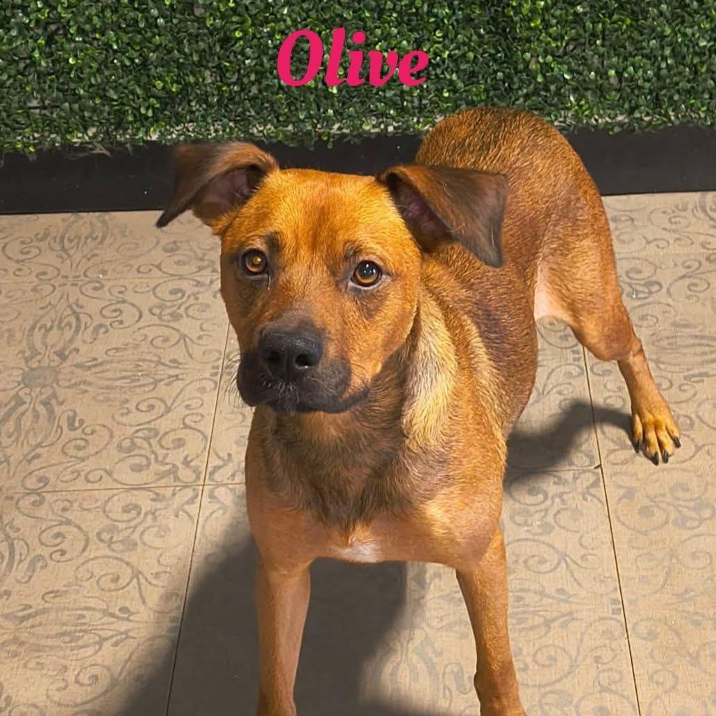 Enlarge Olive, a ADOPTABLE mixed breed in Joliet, IL image 2/3