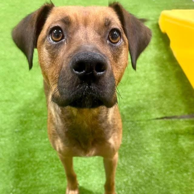 Olive, ADOPTABLE, Puppy Female Mixed Breed.