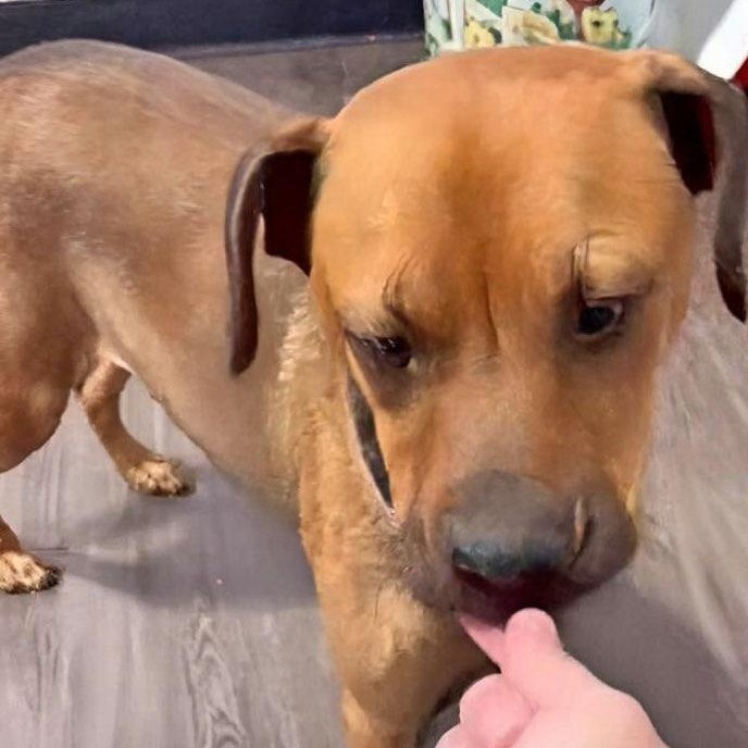 Enlarge Olive (IN FOSTER), a ADOPTABLE mixed breed in Joliet, IL image 4/6