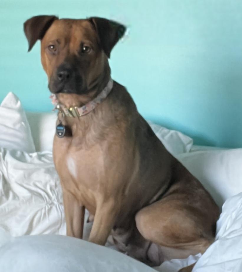 Enlarge Olive (IN FOSTER), a ADOPTABLE mixed breed in Joliet, IL image 2/6