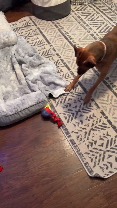 Enlarge Olive (IN FOSTER), a ADOPTABLE mixed breed in Joliet, IL video 6/6