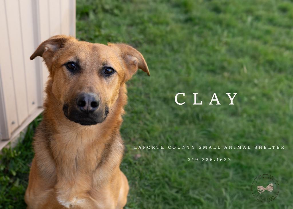 Enlarge Clay, a Adopted Shepherd in La Porte, IN image 1/1