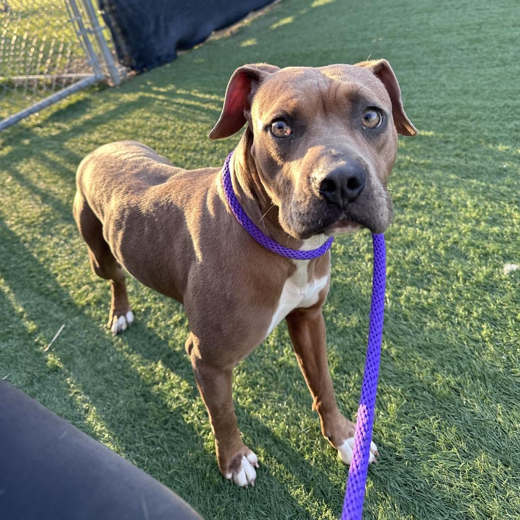Mabel, Adoptable, Young Female Boxer & Pit Bull Terrier.