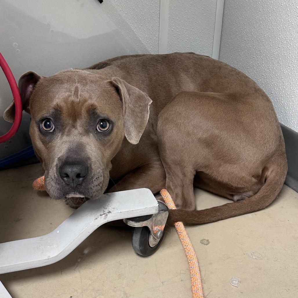 Enlarge Mabel, a Adoptable mixed breed in Canton, IL image 2/6