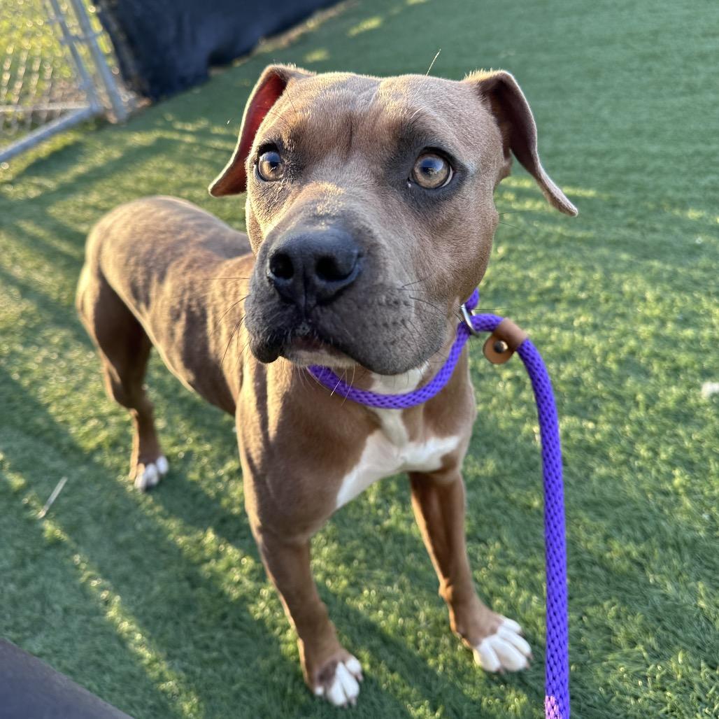 Enlarge Mabel, a Adoptable mixed breed in Canton, IL image 3/6