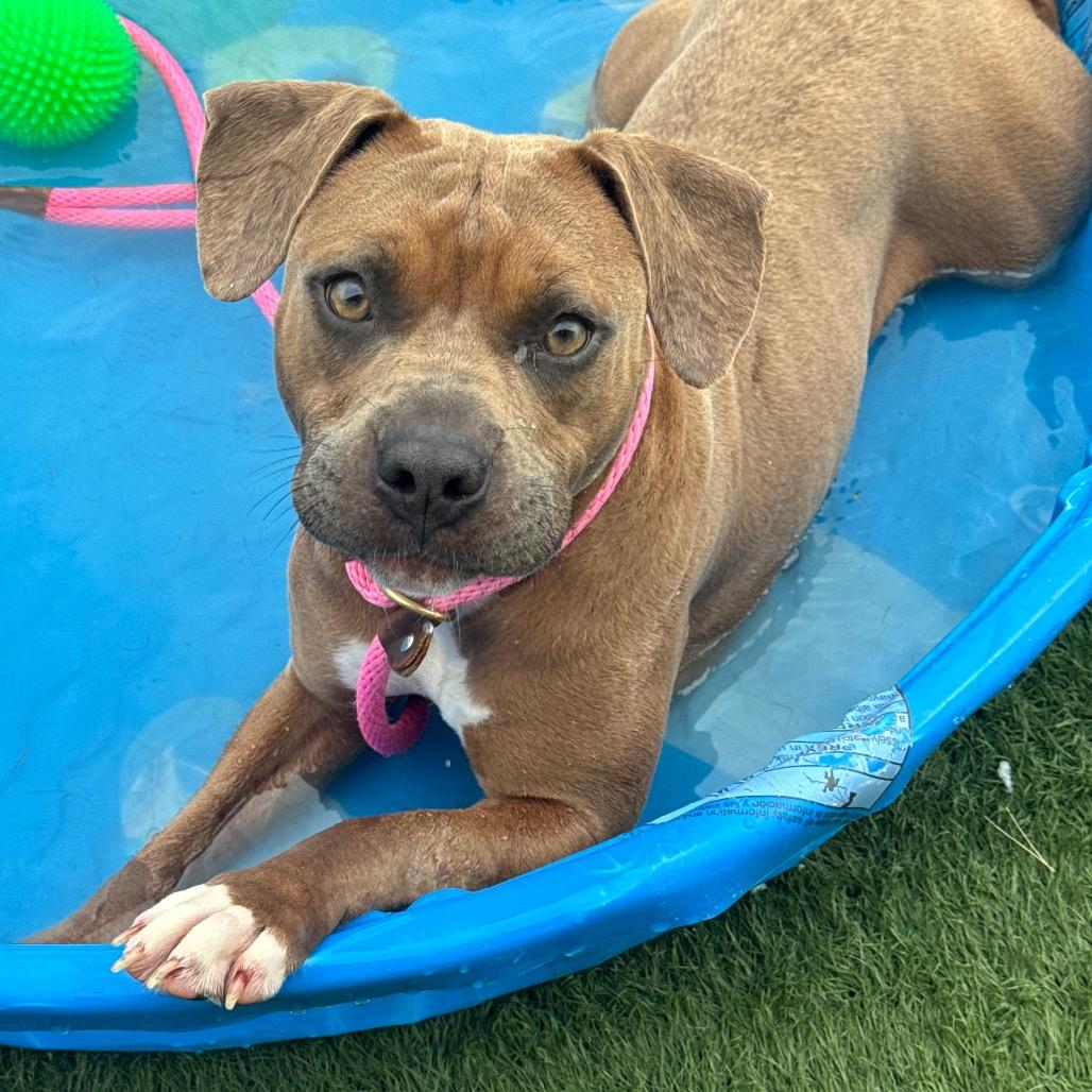 Enlarge Mabel, a Adoptable mixed breed in Canton, IL image 4/6