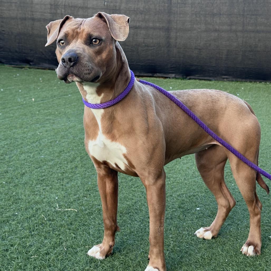 Enlarge Mabel, a Adoptable mixed breed in Canton, IL image 5/6