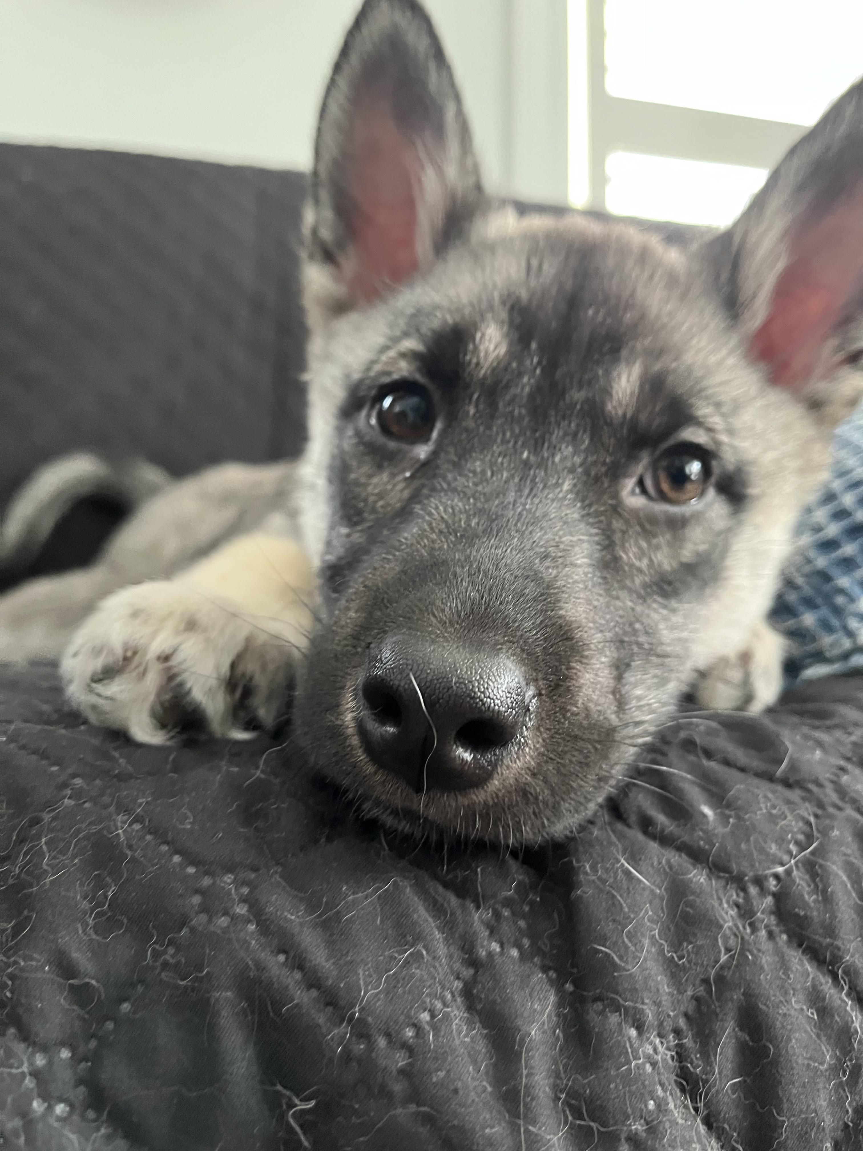 Enlarge *ADOPTION PENDING* Casey, a ADOPTABLE mixed breed in Etobicoke, ON image 6/6