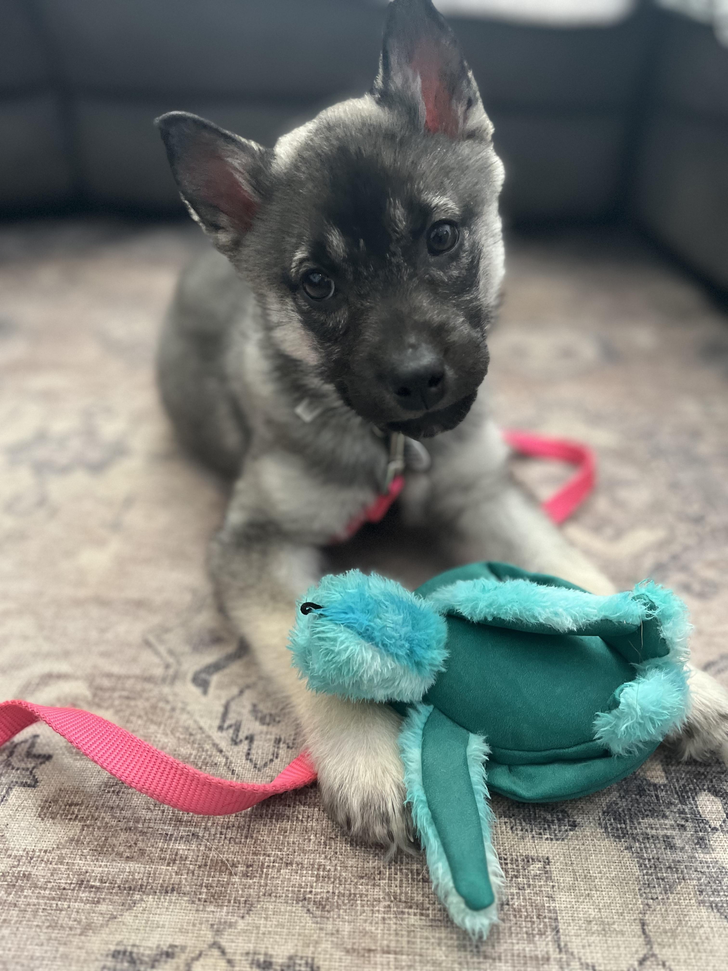 Enlarge *ADOPTION PENDING* Casey, a ADOPTABLE mixed breed in Etobicoke, ON image 5/6