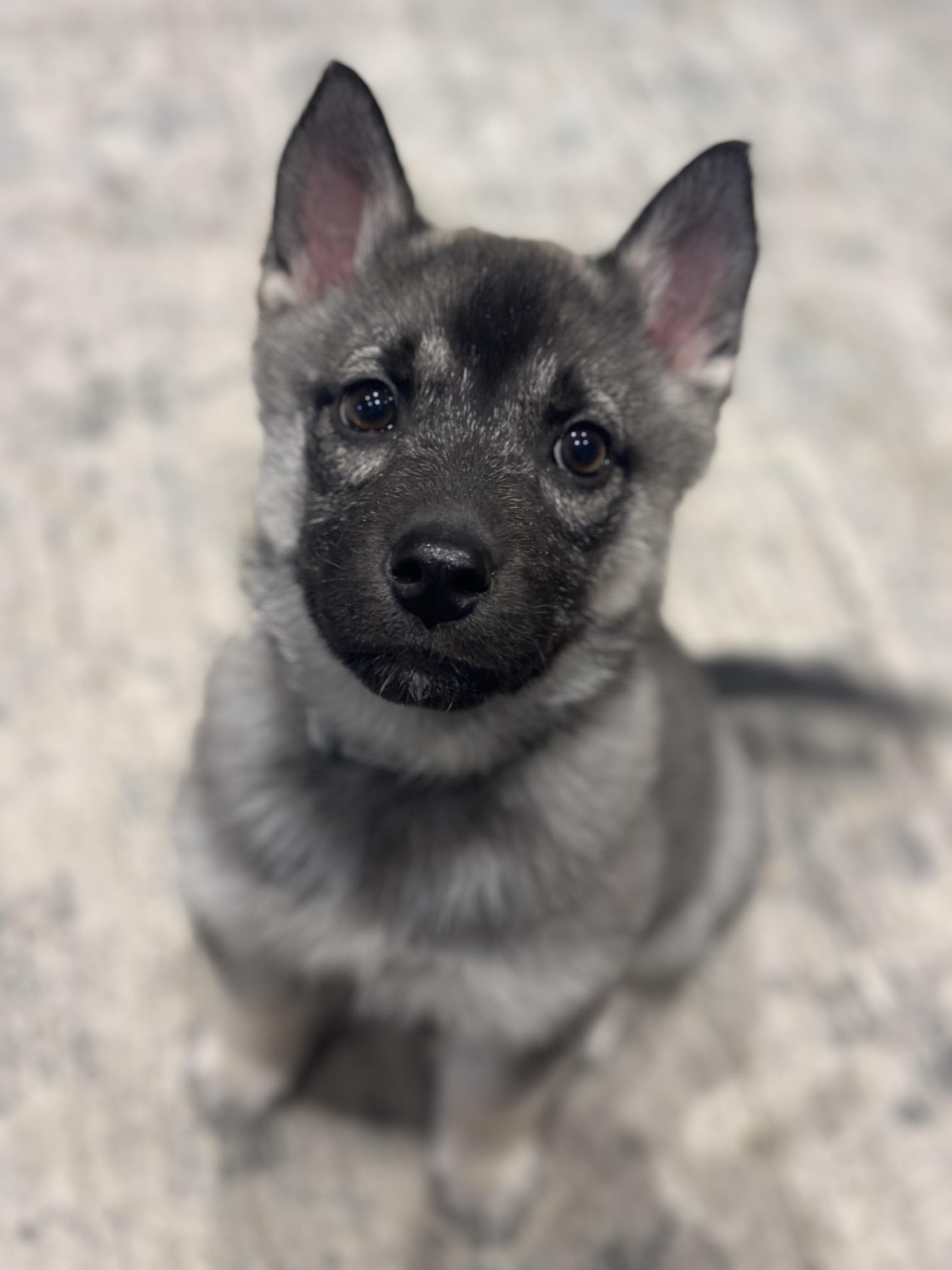 Casey, ADOPTABLE, Puppy Female Shepherd & Husky.