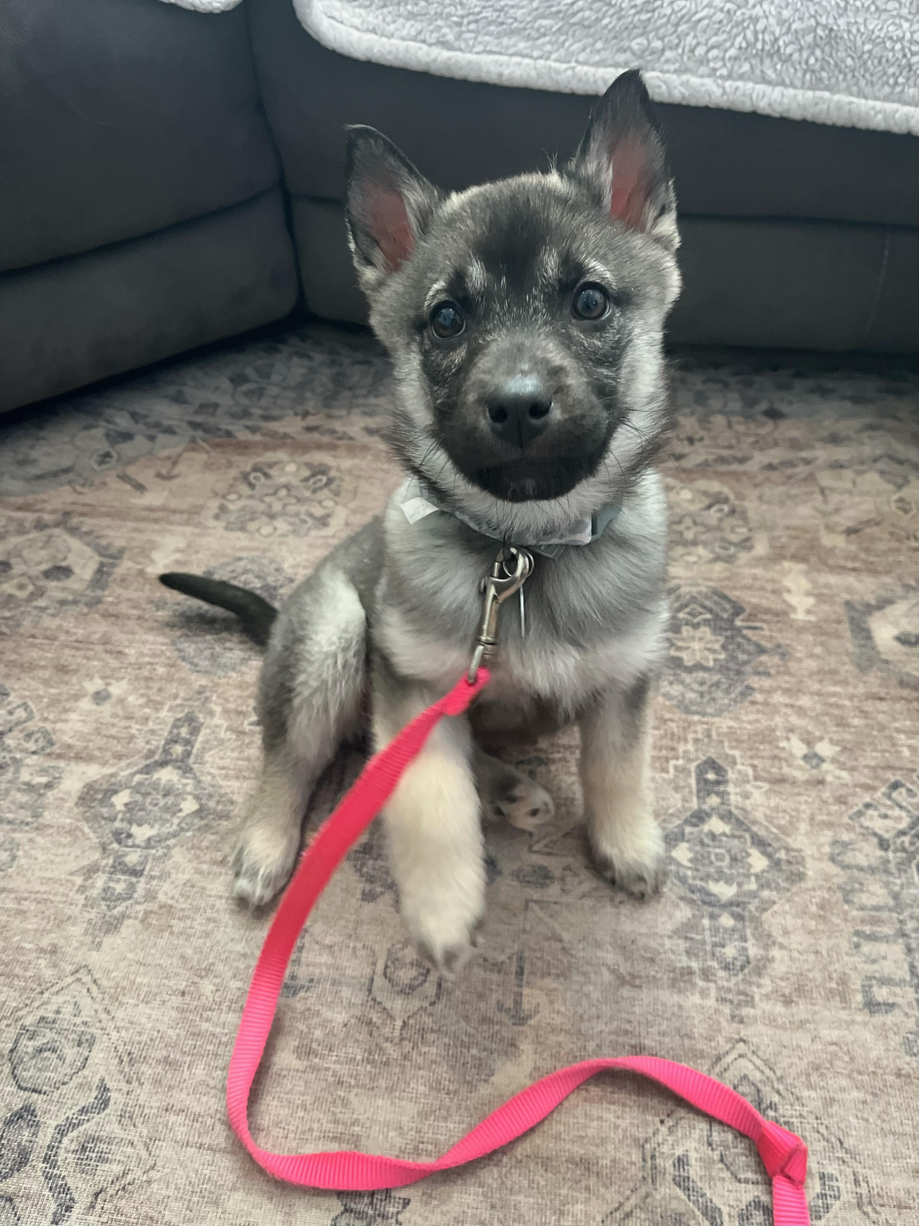 Enlarge Casey, a ADOPTABLE mixed breed in Etobicoke, ON image 6/6