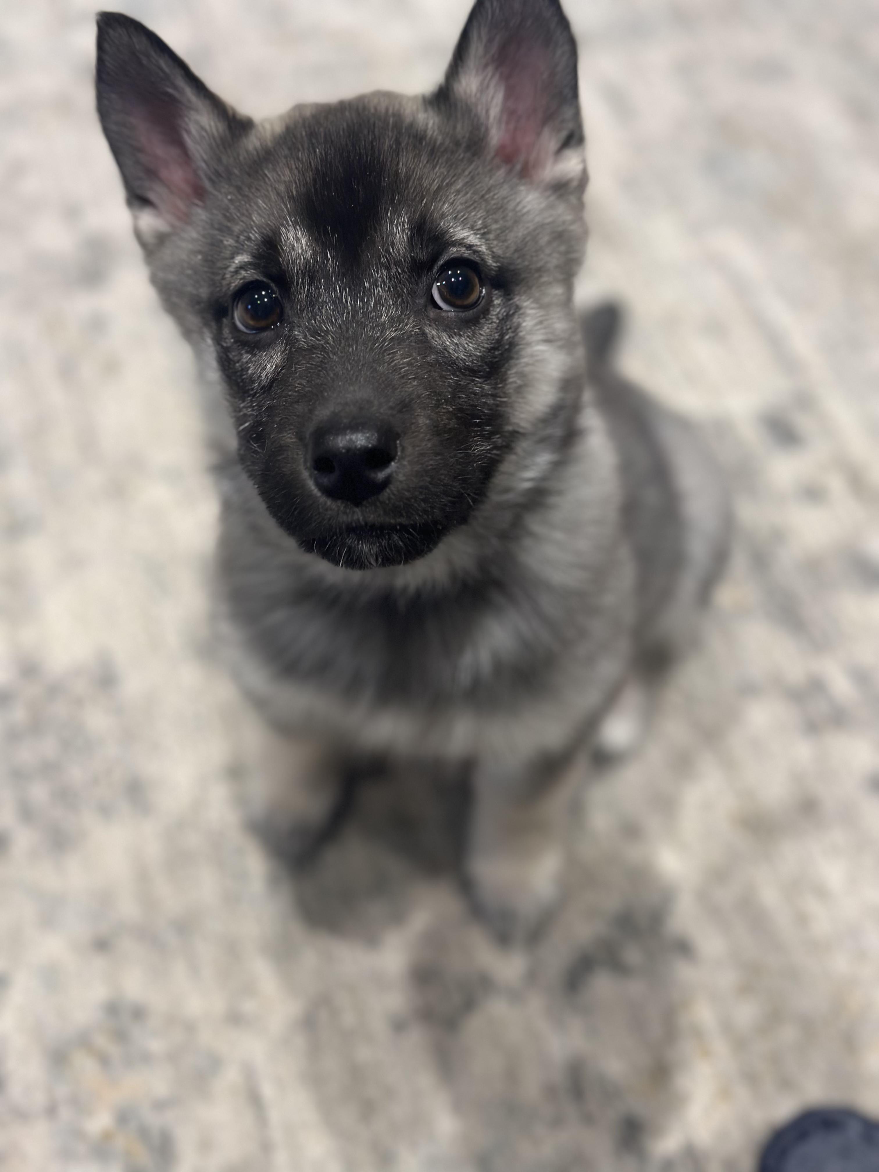 Enlarge Casey, a ADOPTABLE mixed breed in Etobicoke, ON image 2/6