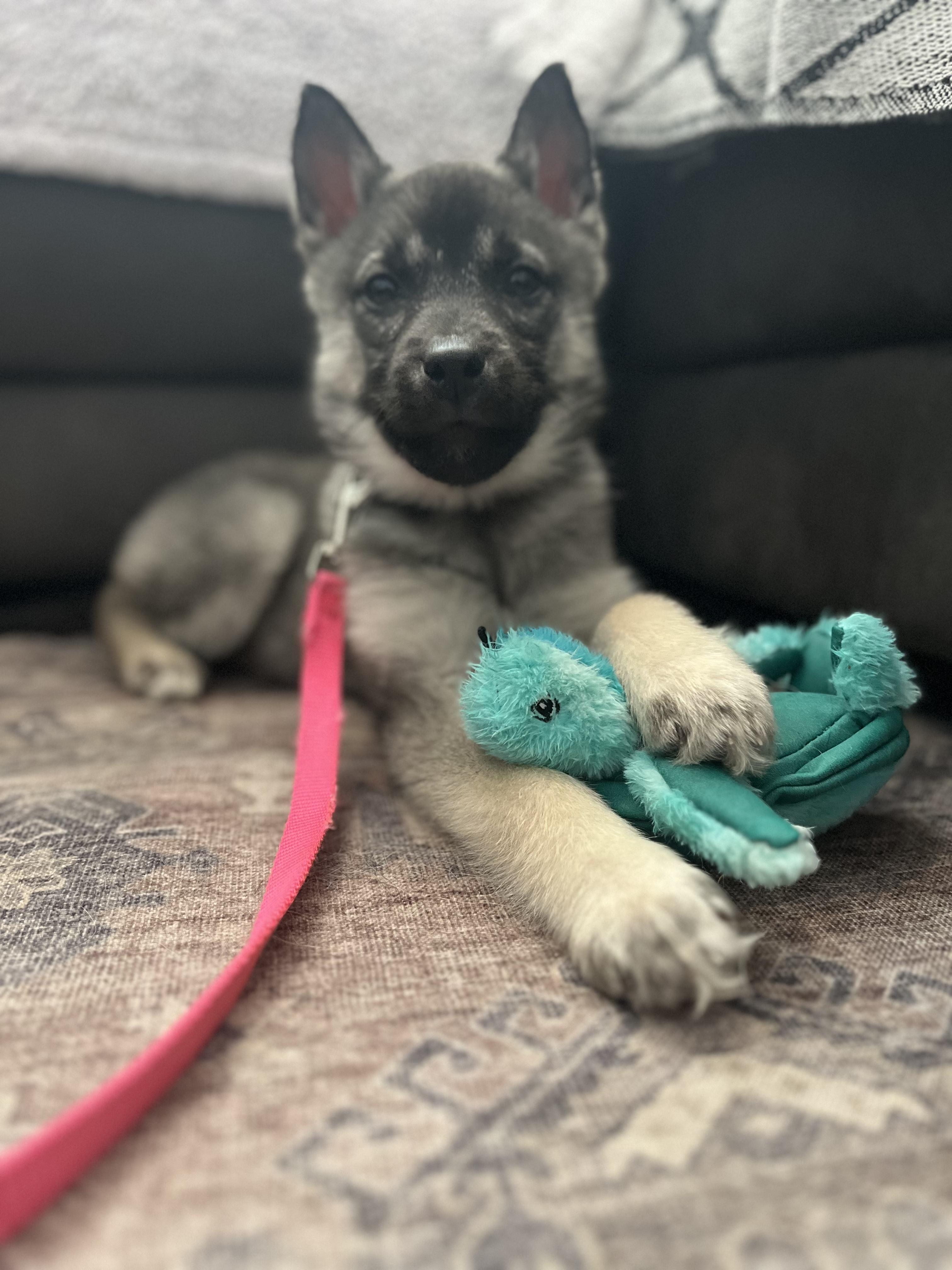 Enlarge Casey, a ADOPTABLE mixed breed in Etobicoke, ON image 5/6