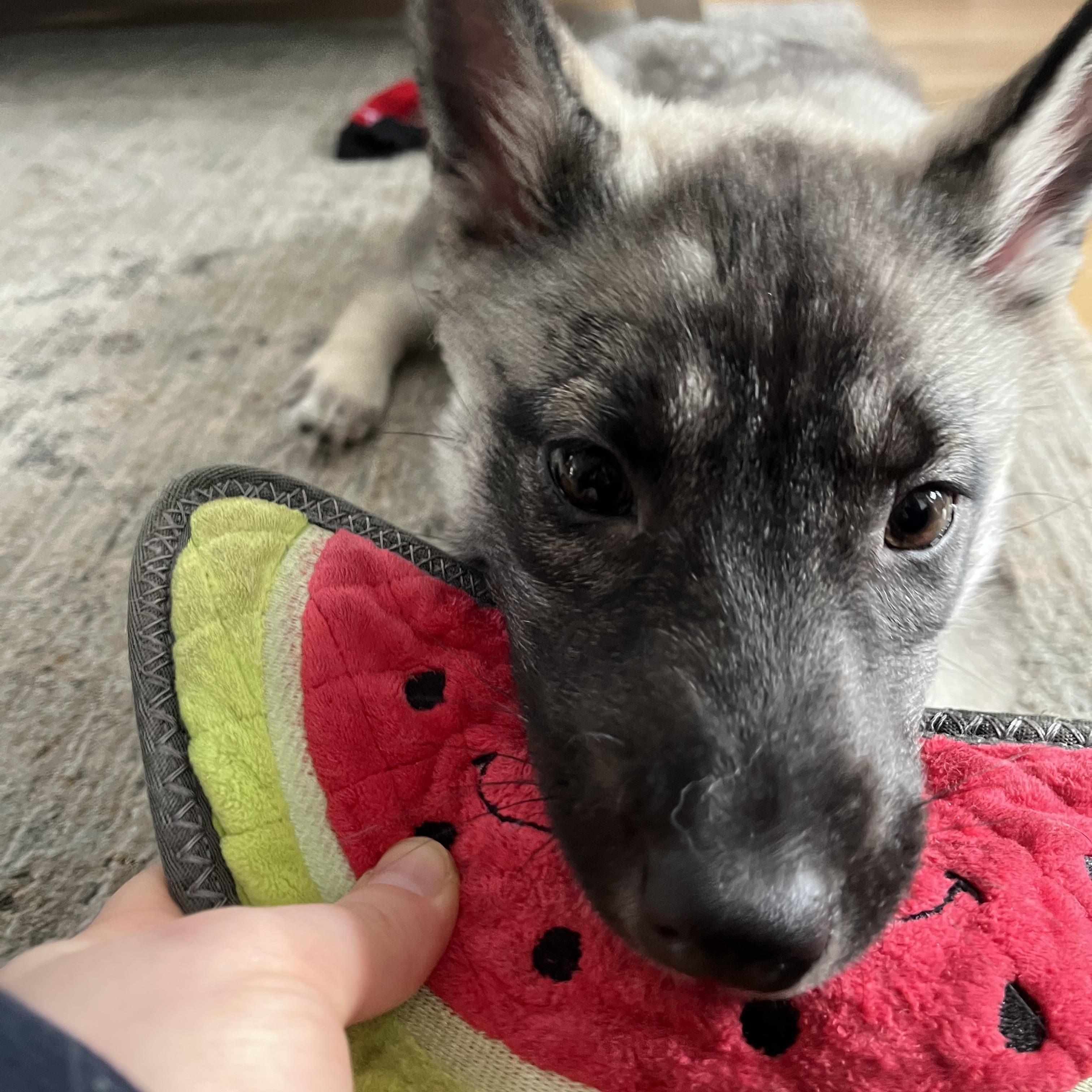 Enlarge *ADOPTION PENDING* Casey, a ADOPTABLE mixed breed in Etobicoke, ON image 4/6