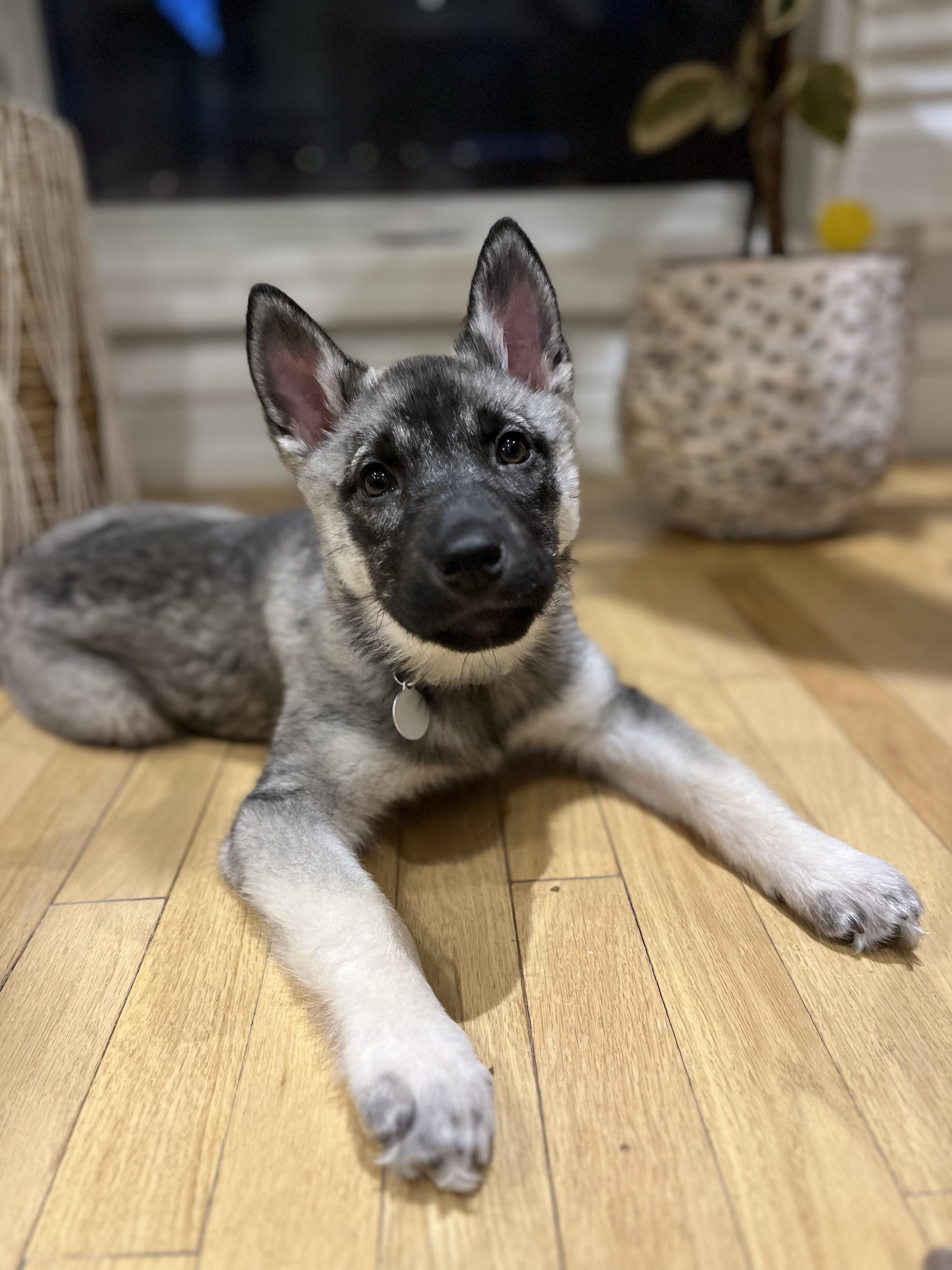 Casey, ADOPTABLE, Puppy Female Shepherd & Husky.
