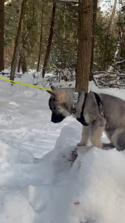 Enlarge Casey, a ADOPTABLE mixed breed in Etobicoke, ON video 3/6