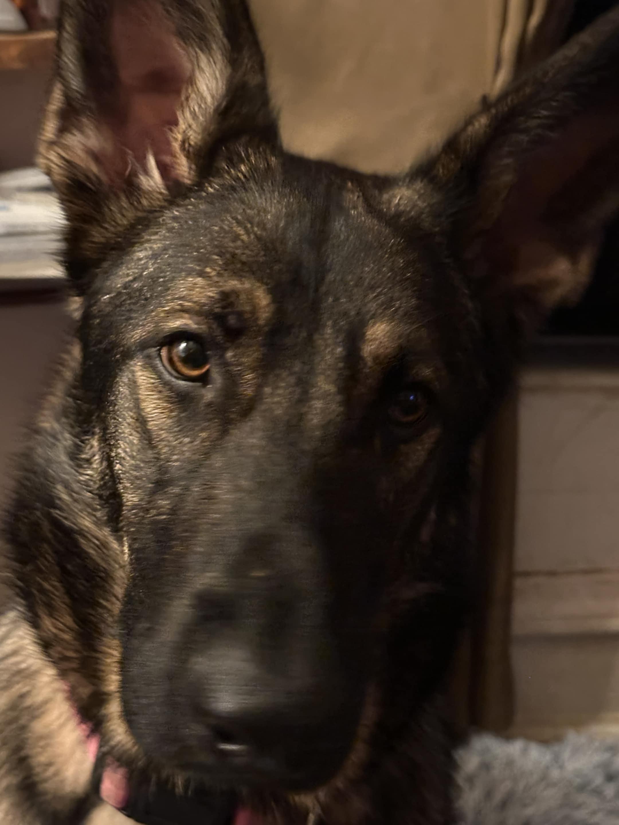 Ellie