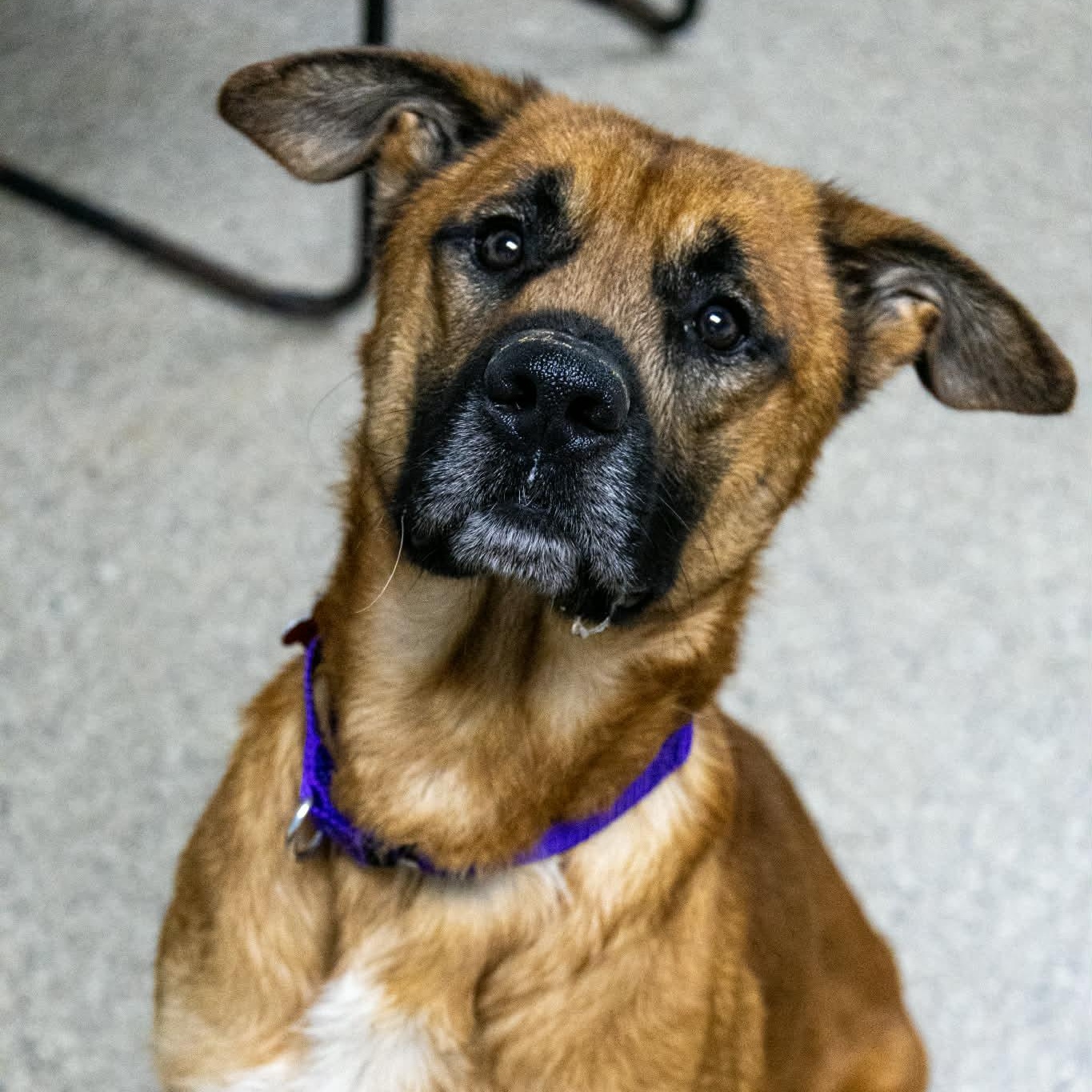 Hugo, adoptable, Adult Male Shepherd.