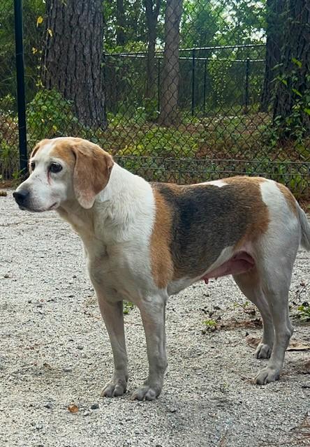 Paris, a Adoptable mixed breed in Georgetown, SC image 6/6