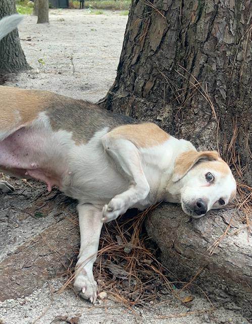 Paris, a Adoptable mixed breed in Georgetown, SC image 5/6