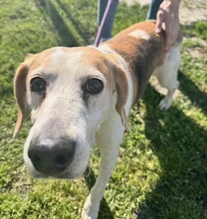 Paris, Adoptable, Adult Female Mixed Breed & Hound.