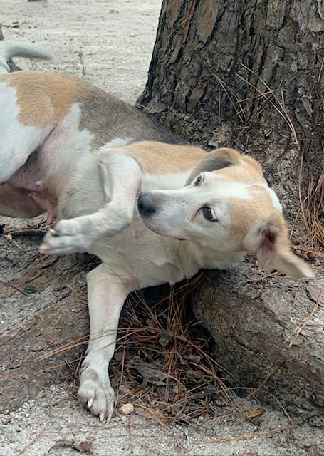 Paris, a Adoptable mixed breed in Georgetown, SC image 1/6