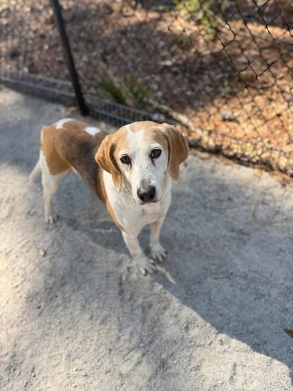 Paris, a Adoptable mixed breed in Georgetown, SC image 3/6