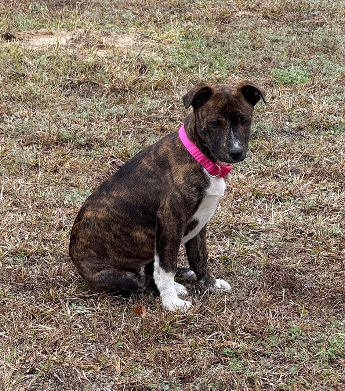Lizzie, adopted, Young Female Boxer & Hound.
