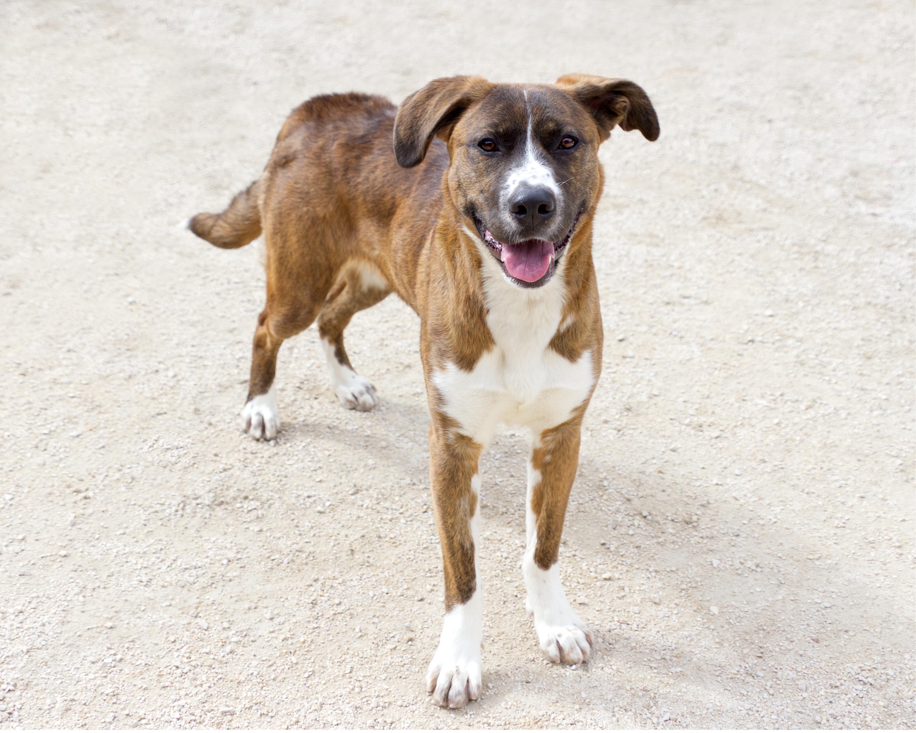 Enlarge Butterscotch, a Adoptable mixed breed in Winnipeg, MB image 4/6