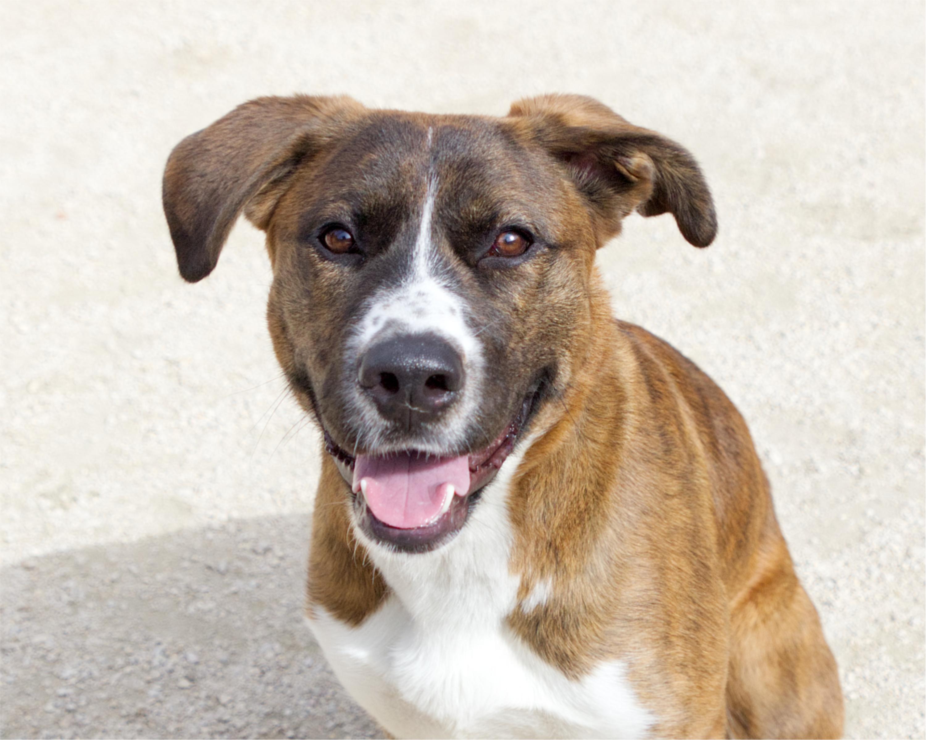 Enlarge Butterscotch, a Adoptable mixed breed in Winnipeg, MB image 2/6