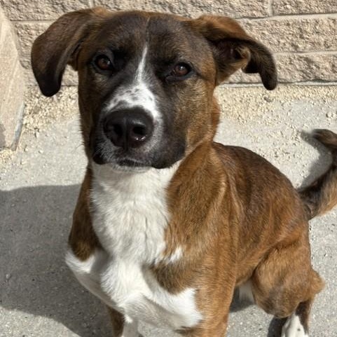 Enlarge Butterscotch, a Adoptable mixed breed in Winnipeg, MB image 3/3