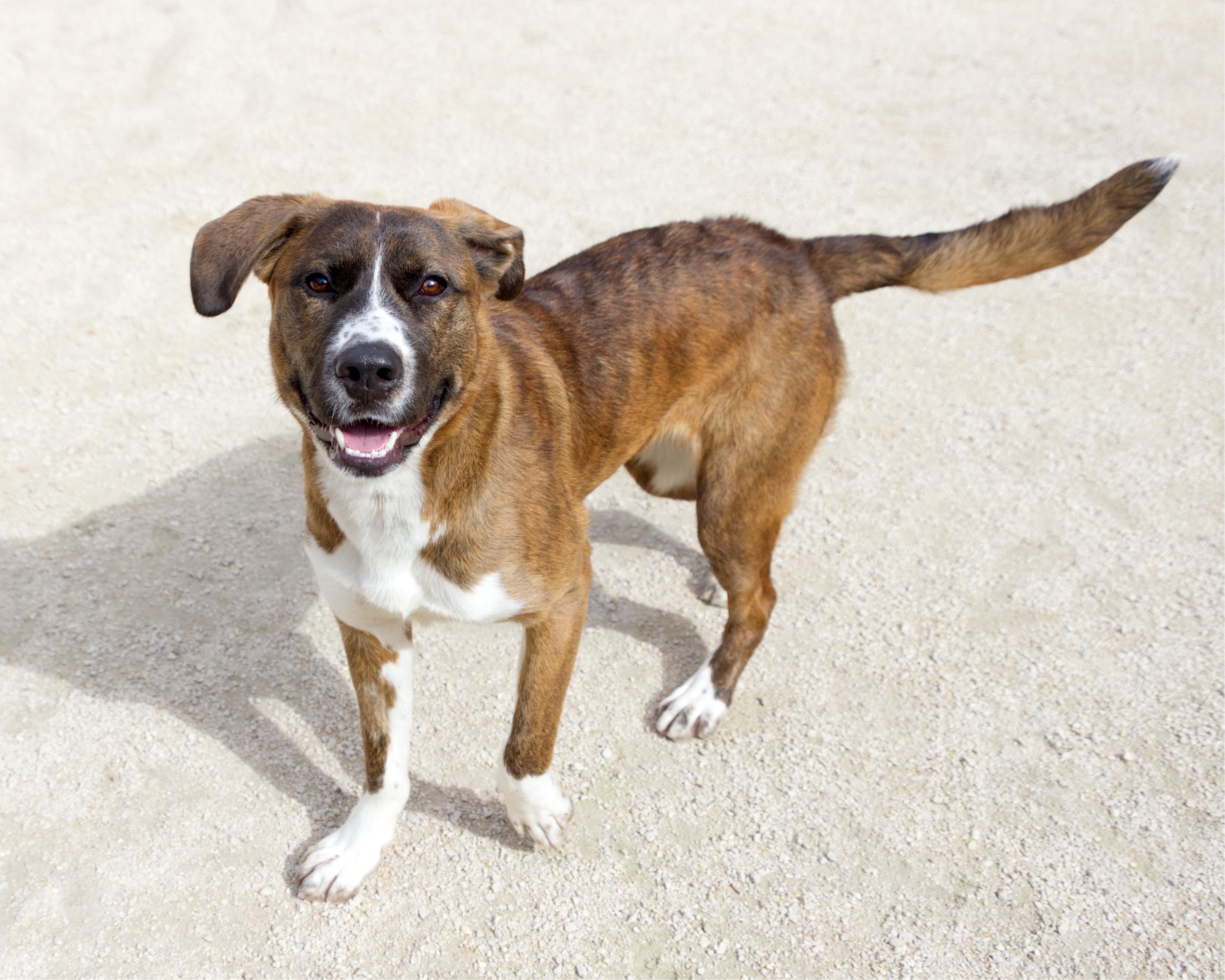 Enlarge Butterscotch, a Adoptable mixed breed in Winnipeg, MB image 3/6