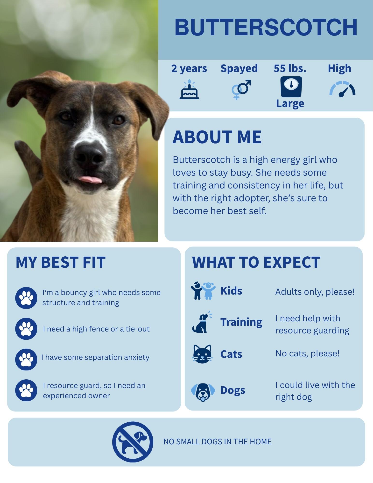 Butterscotch, Adoptable, Adult Female Boxer.