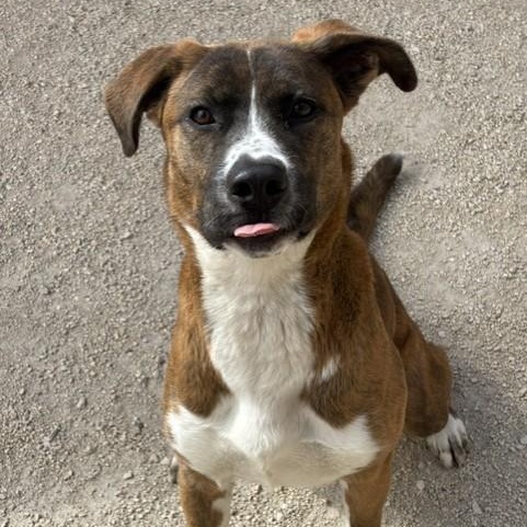 Butterscotch, Adoptable, Adult Female Boxer.