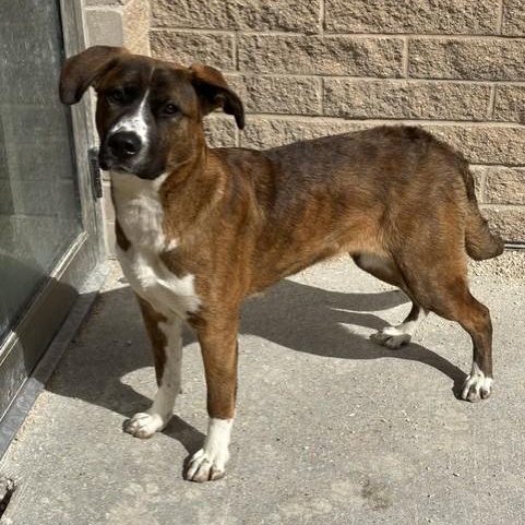 Enlarge Butterscotch, a Adoptable mixed breed in Winnipeg, MB image 2/3