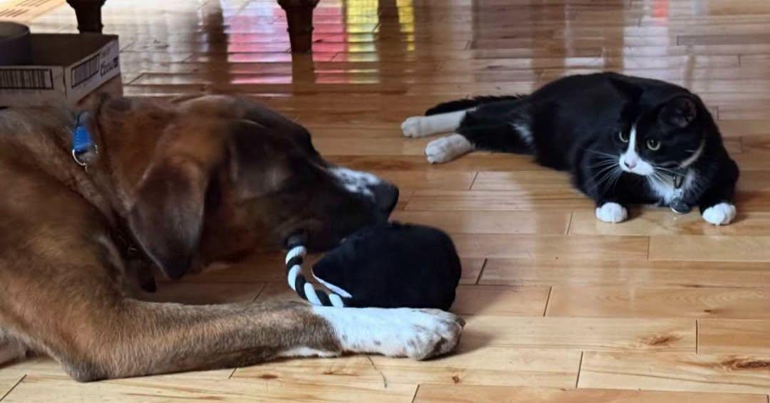 Enlarge Butterscotch, a Adoptable mixed breed in Winnipeg, MB image 6/6