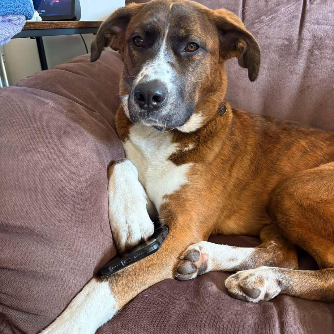 Enlarge Butterscotch, a Adoptable mixed breed in Winnipeg, MB image 5/6