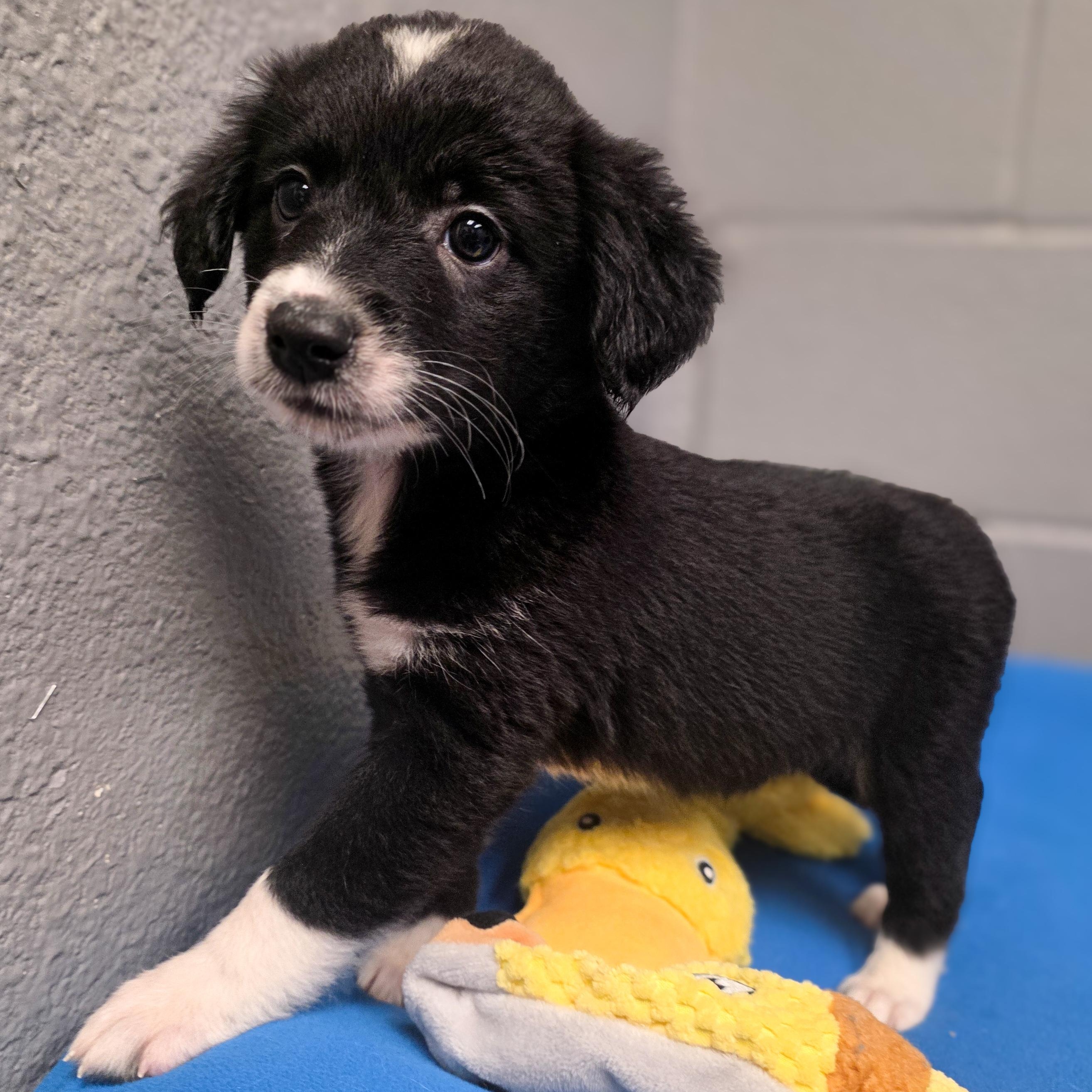 Dally, adopted, Puppy Female Border Collie.