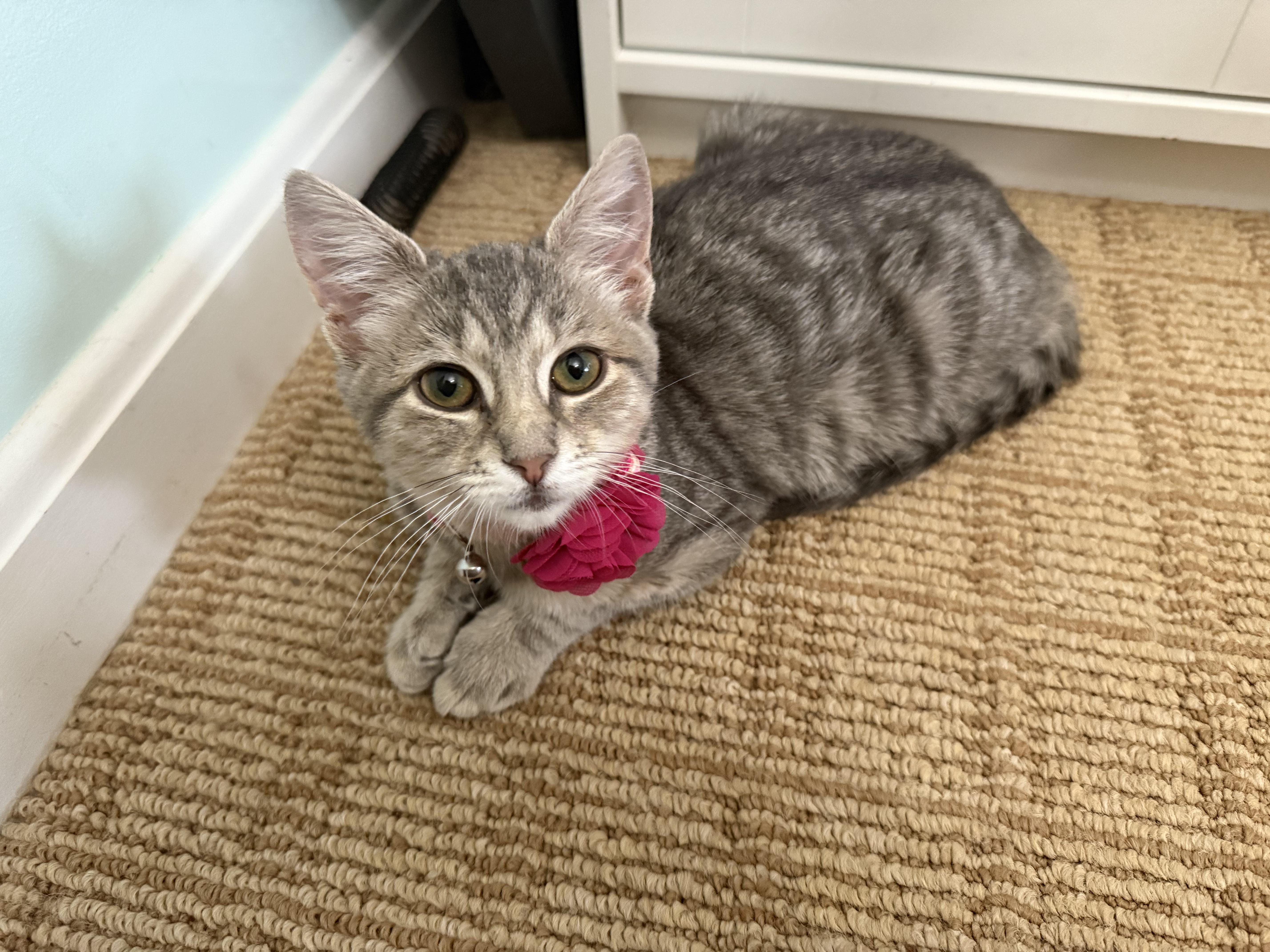 Cady, a Adopted Domestic Short Hair in Manchester, MD image 1/2