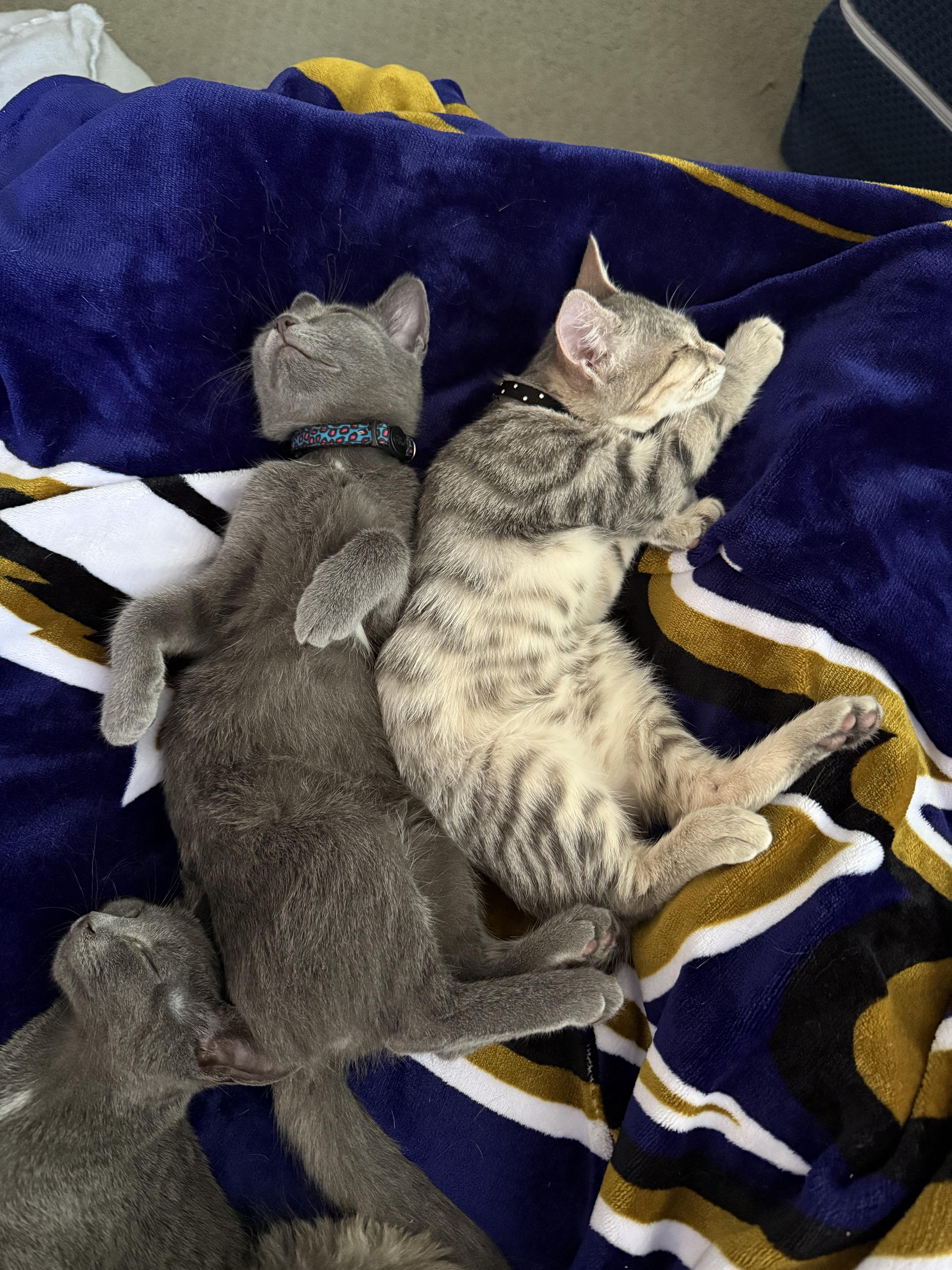 Cady, a Adopted Domestic Short Hair in Manchester, MD image 2/2