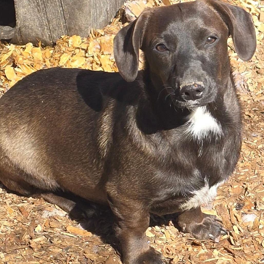 Dee, adopted, Puppy Female Dachshund.