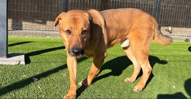 Enlarge CREME BRULEE, a Adoptable Labrador Retriever in Garland, TX image 1/1
