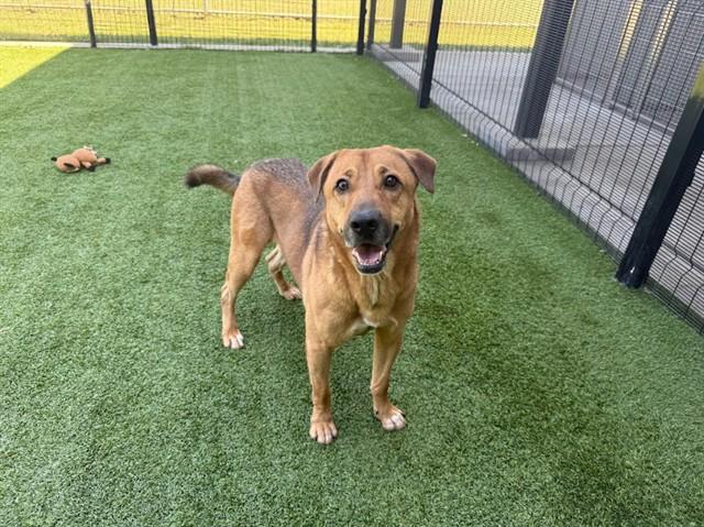 Enlarge CREME BRULEE, a Adoptable Labrador Retriever in Garland, TX image 1/1