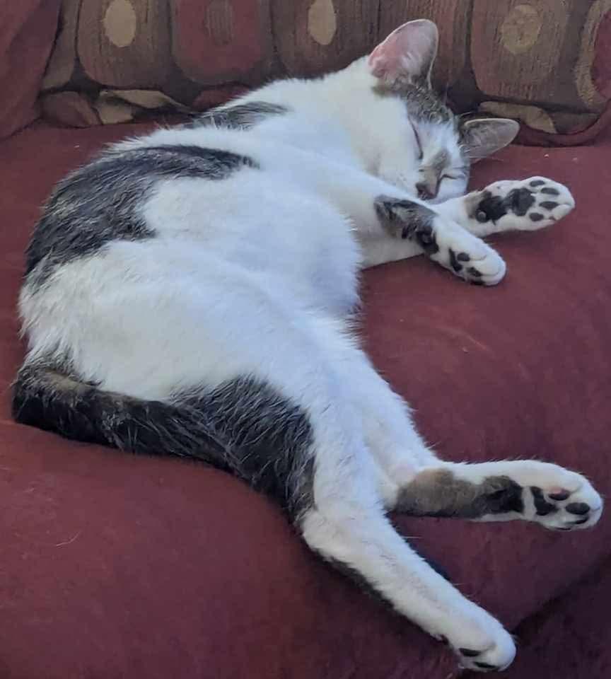 Venus, Adoptable, Adult Female Domestic Short Hair.