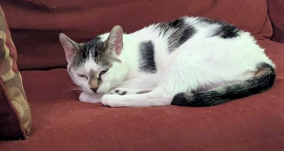 Venus, a Adoptable Domestic Short Hair in Winnipeg, MB image 2/6