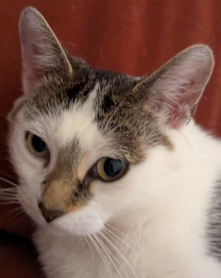 Venus, a Adoptable Domestic Short Hair in Winnipeg, MB image 3/6