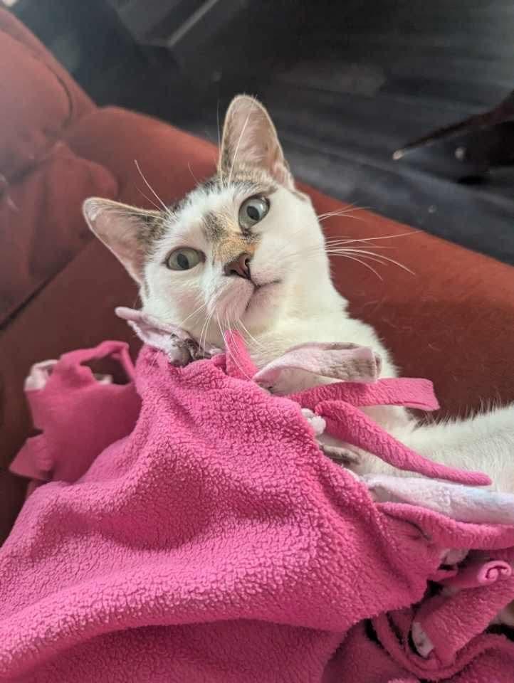 Venus, a Adoptable Domestic Short Hair in Winnipeg, MB image 4/6