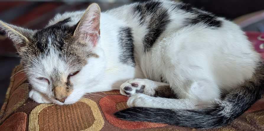 Venus, a Adoptable Domestic Short Hair in Winnipeg, MB image 6/6