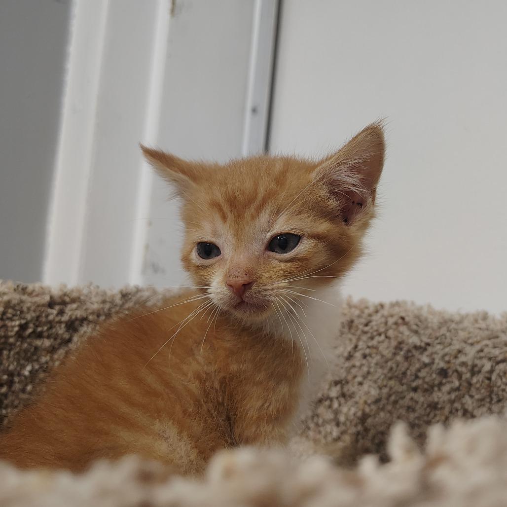 Harrison, Adoptable, Kitten Male Domestic Short Hair.