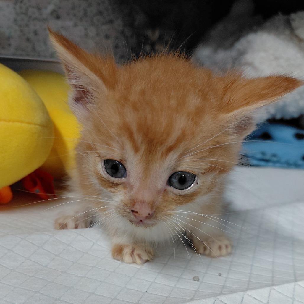 Enlarge Harrison, a Adoptable Domestic Short Hair in Springtown, TX image 2/4